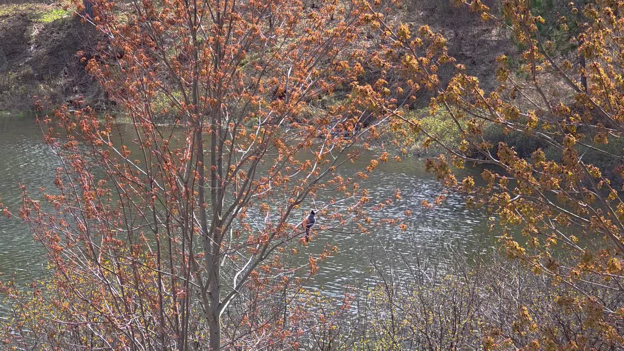 Autumn fall nature river creek water flow woodland brown golden leaf La Verendrye Reserve Canada