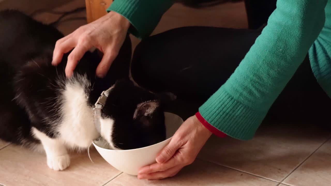 A woman's hands hold a bowl as a black and white cat eagerly eat his food, captured in a warm, close-up shot