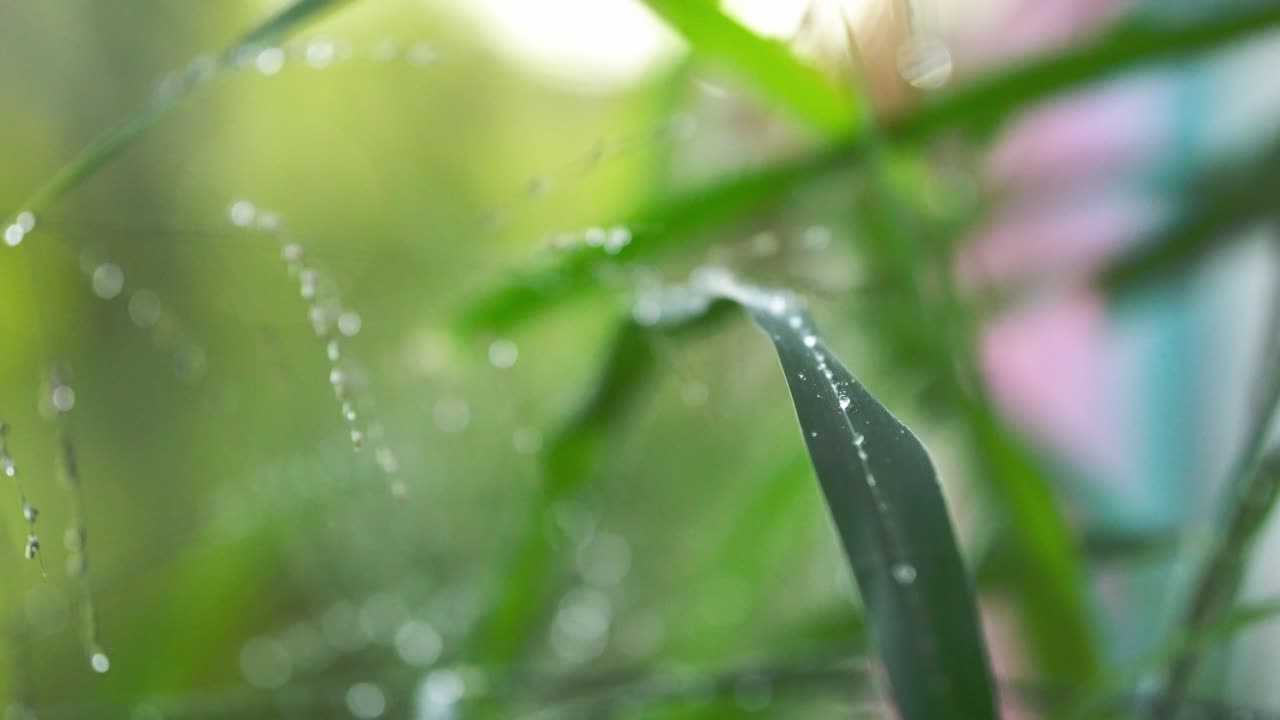 Macro shot of dew or rain droplets on a leaf in a green natural background