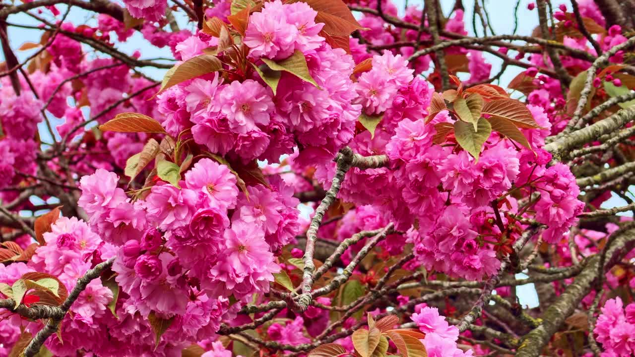 Detailed shot of vibrant pink Kanzan cherry, sakura flowers blooming on tree branch in spring