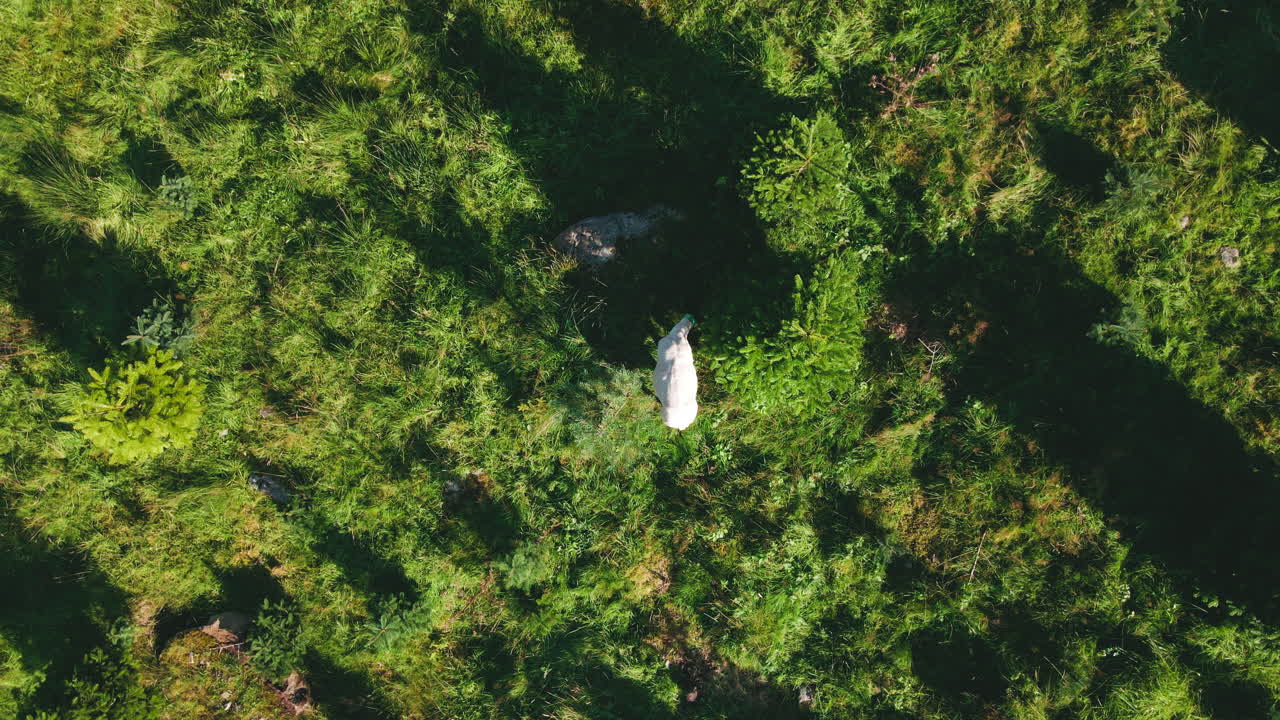 vista superior de una oveja solitaria pastando bajo la luz del sol a través de abetos en la plantación de abetos