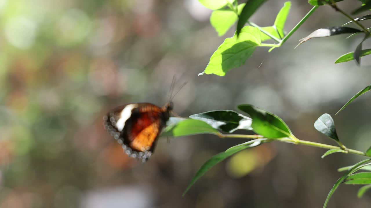 una mariposa se mueve a través de las hojas en un jardín