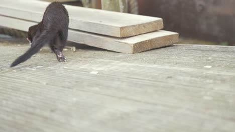 wild mink rubs its body to mark territory before running off slow motion