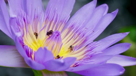 Flor-De-Loto-Púrpura-De-Primer-Plano-Con-Enjambre-De-Abejas-En-La-Superficie-Del-Agua