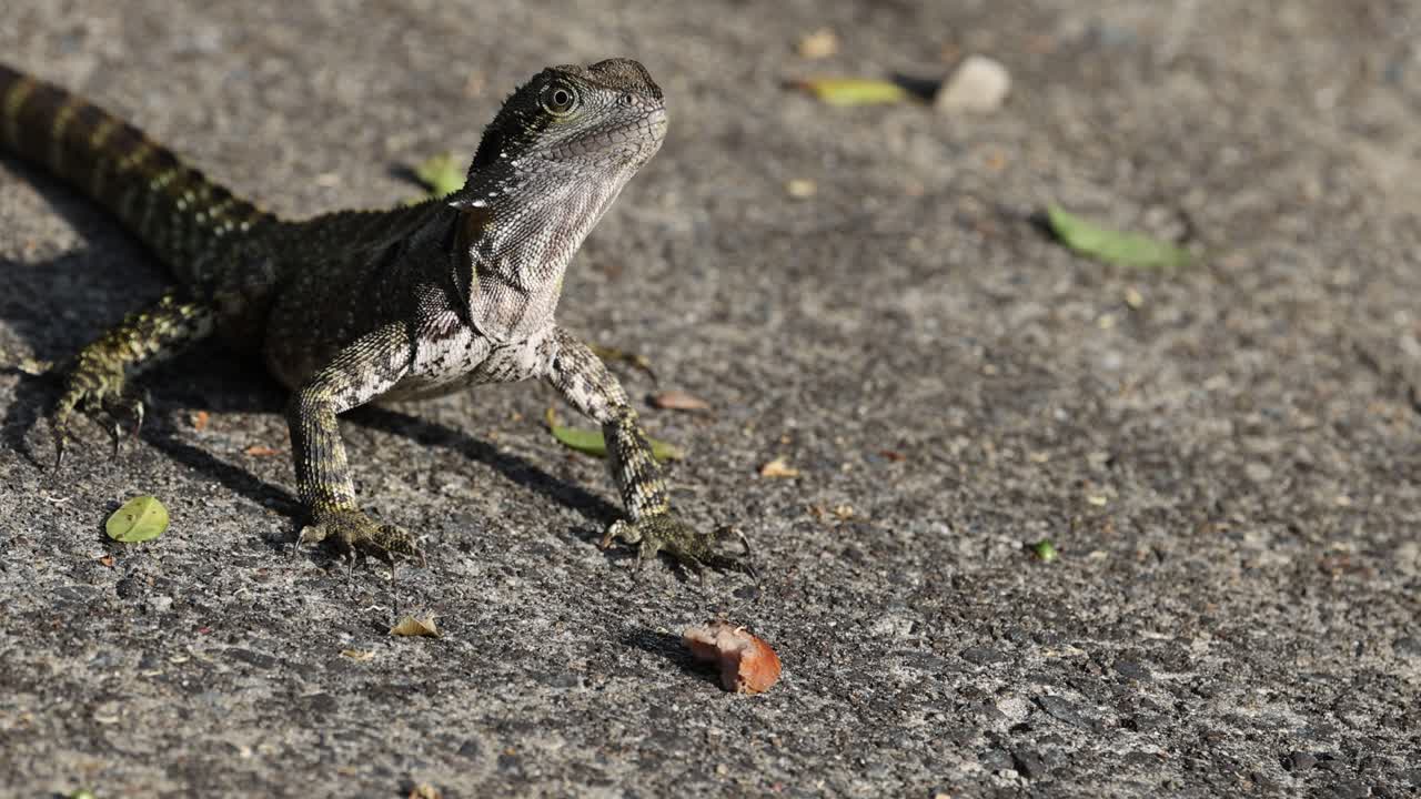 이구아나는 따뜻함을 즐기고, 가끔은 박인다.