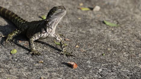 iguana disfrutando del calor, de vez en cuando parpadeando.