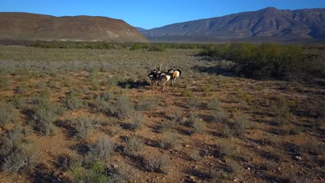 A-Flock-of-Ostriches-scurry-away-towards-African-Mountains,-South-Africa,-Aerial-Forward-Up-Motion