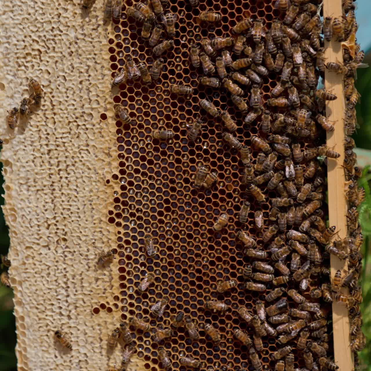Honey frame left near the hive outdoors in the sun. Half of the honeycombs isn't sealed and covered with bees. Close up