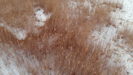 looking down over grass in a frozen, snowy swamp in winter in latvia