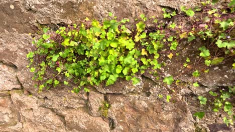 green plants growing on a stone wall