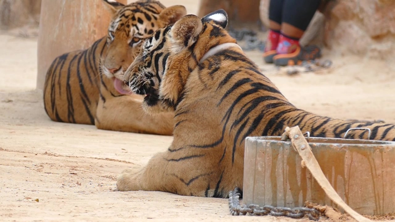 To tigre i slowmotion, fotograferet i et tigerreservat i Thailand. Jeg tror ikke, reservatet eksisterer længere.