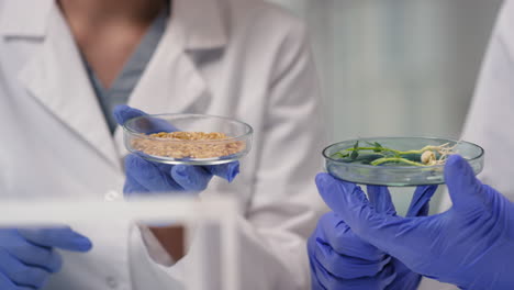 microbiologists examining gmo plant seeds