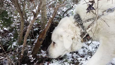 white dog sniff and looking for food
