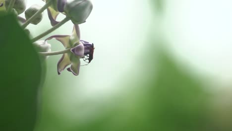 milkweed bug on giant milkweed closeup in slow motion