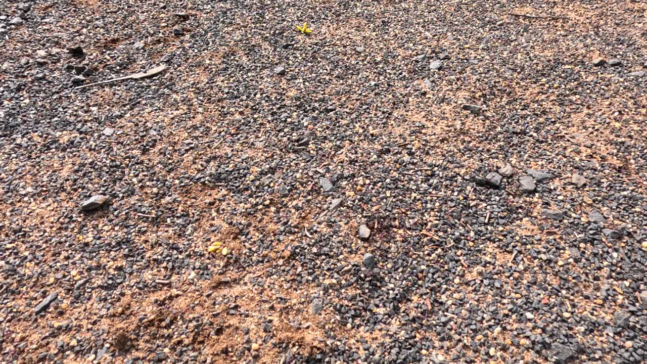 A group of ants moves across rocky Australian ground, gathering around an olive and feeding. Natural daylight, static camera, close-up perspective