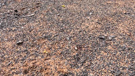 a group of ants moves across rocky australian ground, gathering around an olive and feeding. natural daylight, static camera, close-up perspective
