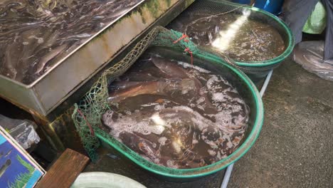 Bagre-Vivo-En-Un-Cubo-De-Agua-En-La-Calle-Del-Mercado-De-Pescado-Asiático-De-Tailandia-A-La-Venta