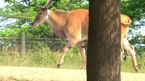 A-lone-antelope-grazing-in-the-hot-sun