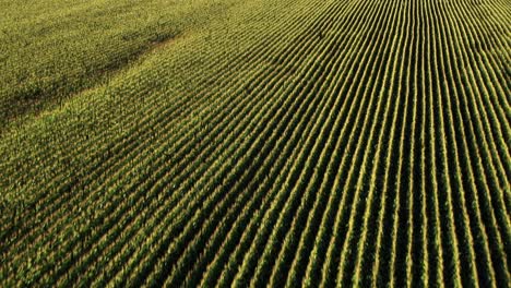 Diagonal-neat-rows-of-healthy-maize-in-sunny-corn-field-aerial-tilt