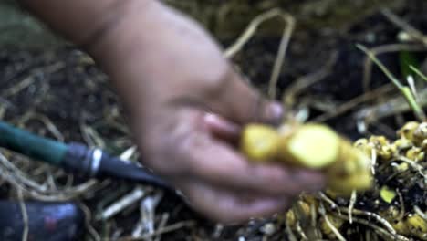 Mostrando-La-Raíz-De-Jengibre-A-La-Cámara-El-Delicado-Proceso-De-Cosecha-De-Jengibre-En-Plena-Floración-Jardinería-Doméstica