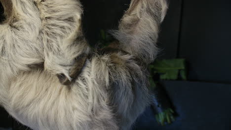 Baby-sloth-born-in-captivity-clinging-to-mom