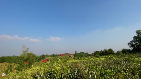 Beautiful-serene-Sylhet-pineapple-field-agricultural-landscape,-clear-sky,-pan