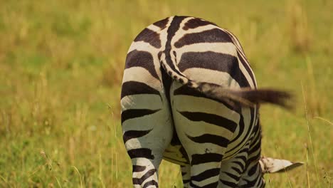 disparo en cámara lenta de primer plano disparo de cebra detrás de la espalda con la cola moviéndose vigorosamente, vida silvestre africana en la reserva nacional de maasai mara, kenia, áfrica animales de safari en la reserva de masai mara norte