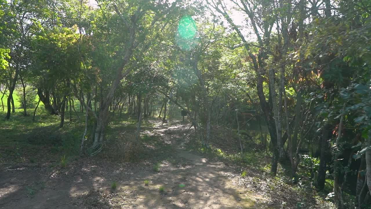 A walk in a suny day at forest of latin america