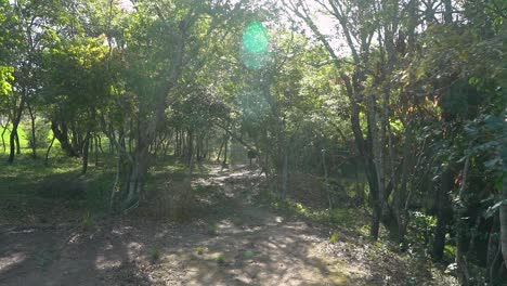 a walk in a suny day at forest of latin america
