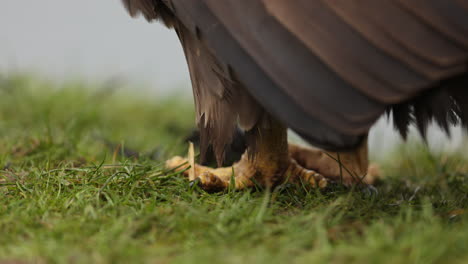 eagle's feet on grass