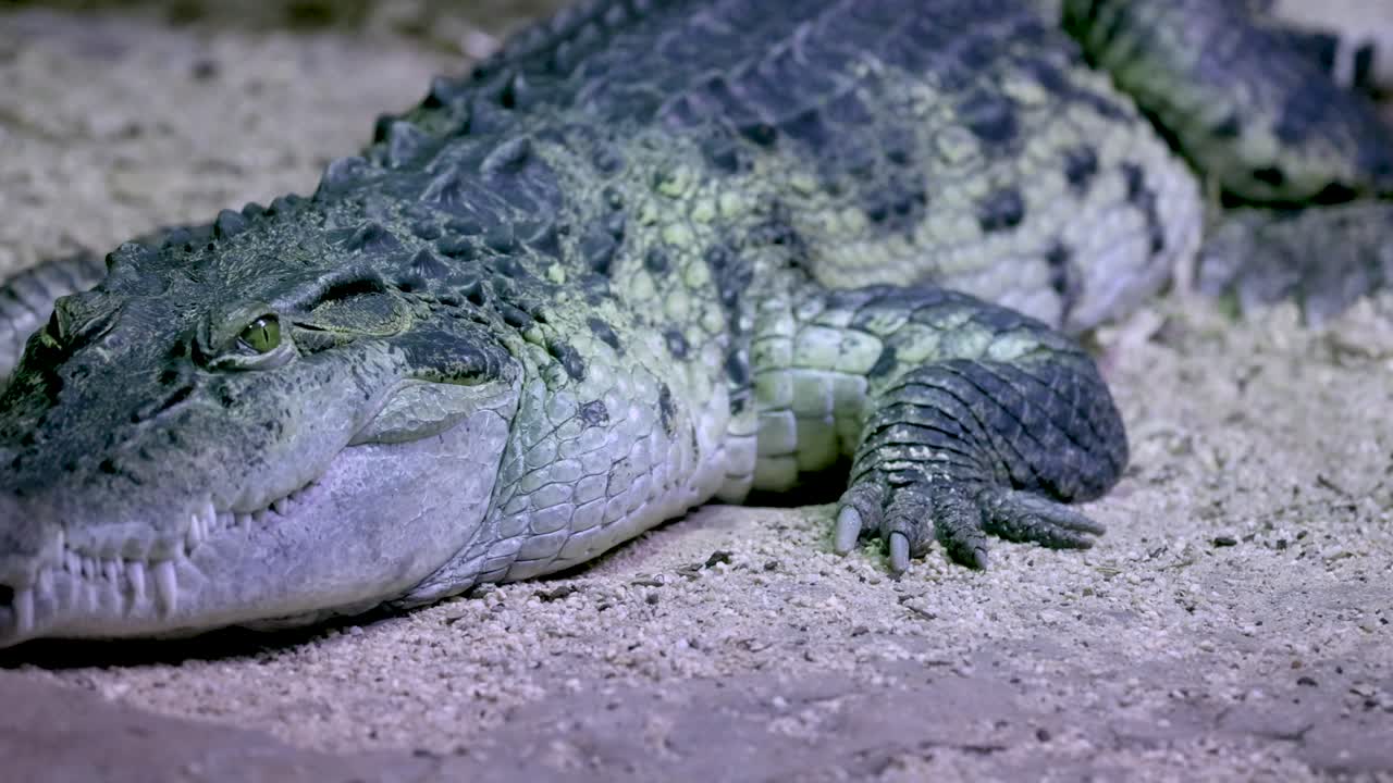 un cocodrilo yace inmóvil en el suelo arenoso bajo iluminación artificial, capturado en un ambiente sereno del zoológico