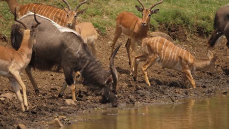 african nyala and impala antelope drink together from muddy pond