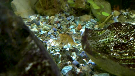atyopsis moluccensis o camarones de bambú, limpiando el fondo de su acuario