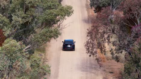 a black sedan travels along a winding dirt road through dense eucalyptus forest in coonabarabran, australia. overhead daylight, steady aerial camera movement