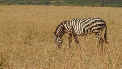 Una-Cebra-Saludable-Pasta-Casualmente-En-Las-Fértiles-Llanuras-Del-Serengeti