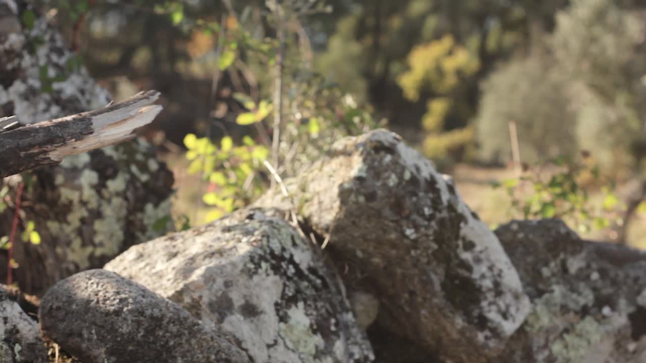 naturaleza luz del día campo soleado campo árboles verdes árbol hierba rama pared de piedra viaje deslizador movimiento