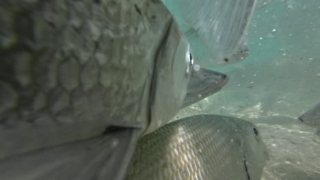 fish swimming over sandy seabed in clear turquoise water