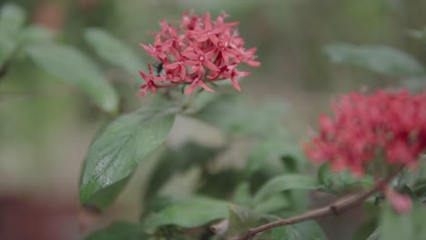 Flacher-Fokus-Von-Insekten,-Die-Sich-In-Einzigartigen-Blumenarten-Bewegen