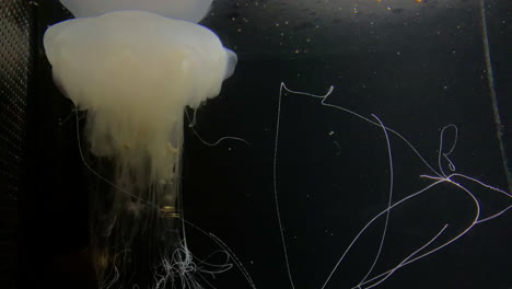 Medusas---Cyanea-Nozakii---En-El-Acuario-De-Kamon,-Japón