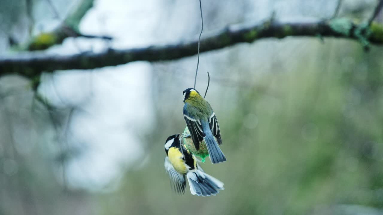 Morning feeding ritual as wild tit birds cling and eat from hanging feeder
