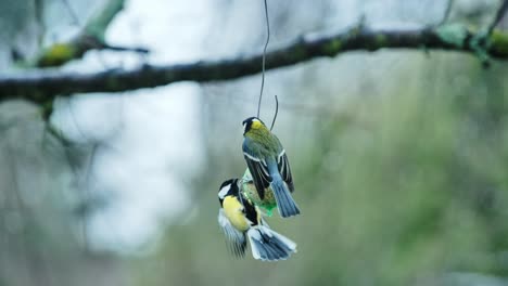 morning feeding ritual as wild tit birds cling and eat from hanging feeder