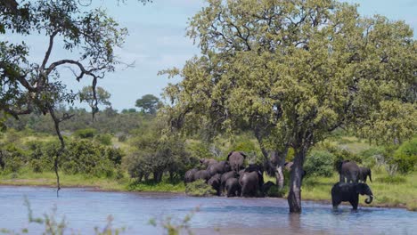 manada de elefantes africanos saliendo del lago de la sabana en la orilla de hierba
