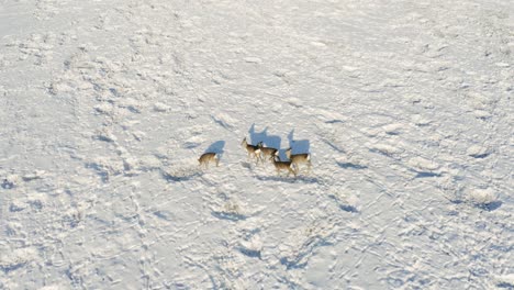 Gruppe-Von-Hirschen,-Die-Sich-An-Sonnigen-Wintertagen-Auf-Landwirtschaftlichen-Feldern-In-Der-Schneelandschaft-Ernähren