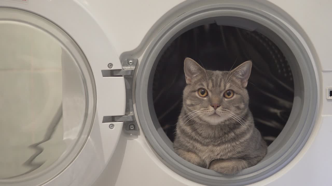 고양이가 휴식을 취하고 세탁기에 앉아서 을 바라보고 있습니다.