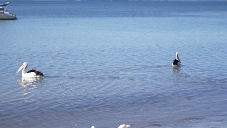 Pelicans-swimming-in-shallow-water-off-Australian-coast