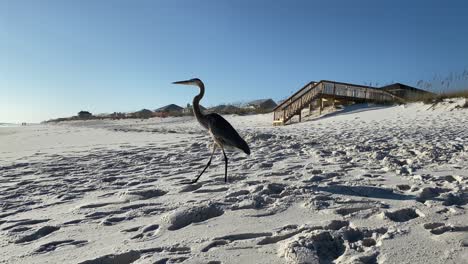 a great blue heron bird walks across a white sandy beach on a beautiful sunny day