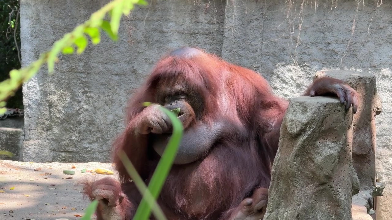 Orangutan che mangia frutta in un recinto