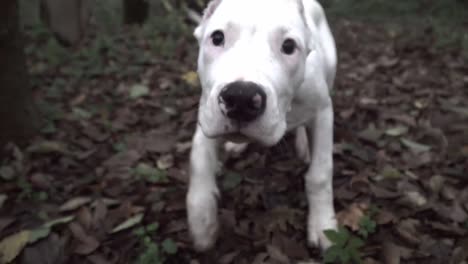 White-dog-playing-in-a-misty-forest-and-looking-into-the-camera