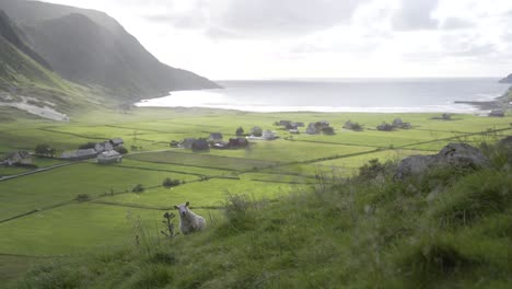 lonely sheep standing on slope with majestic view to ocean and small village, windy day