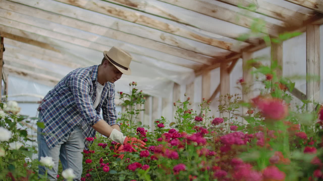 Un giardiniere cammina in una serra con i guanti, osservando e curando le rose coltivate per la sua piccola attività. Il fiorista cammina in una serra e tocca i fiori con le mani